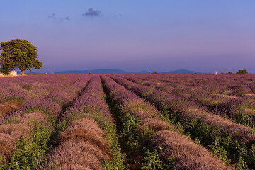 Image showing levender field france