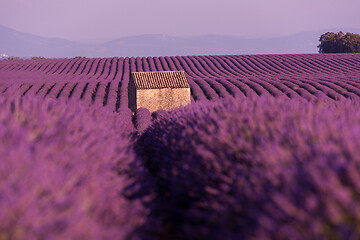 Image showing purple lavender flowers field with lonely old stone house