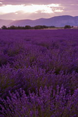 Image showing levender field france