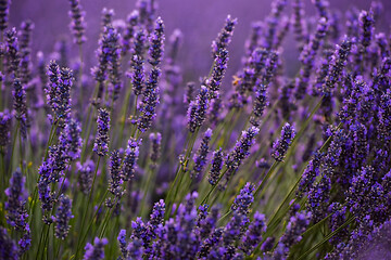 Image showing closeup purple lavender field