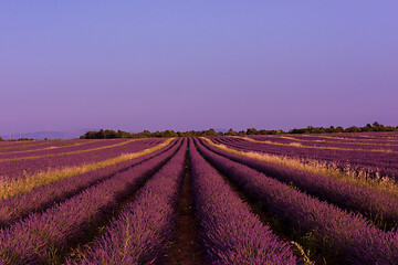 Image showing levender field france