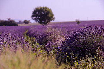 Image showing purple lavender flowers field with lonely tree