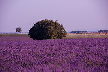 Image showing purple lavender flowers field with lonely tree