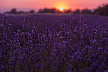 Image showing closeup purple lavender field