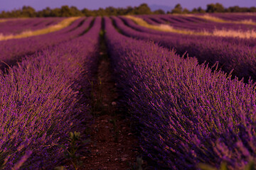 Image showing levender field france