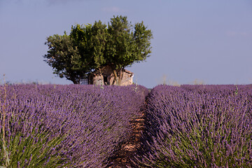 Image showing purple lavender flowers field with lonely tree