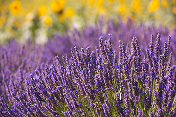 Image showing closeup purple lavender field