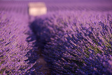 Image showing purple lavender flowers field with lonely old stone house