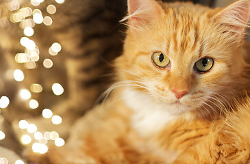 Image showing close up of red tabby cat