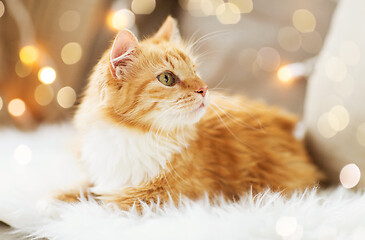 Image showing red tabby cat on sofa with sheepskin at home