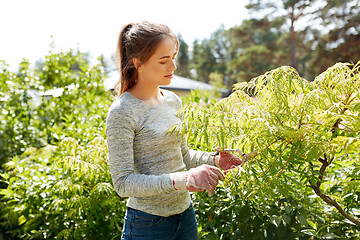 Image showing woman with pruner cutting bushes at summer garden