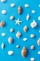 Image showing different sea shells on blue background