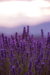 Image showing closeup purple lavender field