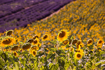 Image showing lavender and sunflower field france