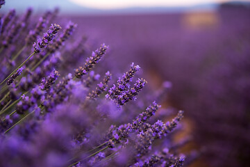 Image showing closeup purple lavender field