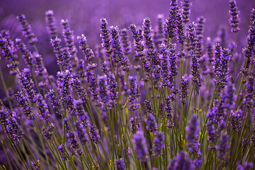 Image showing closeup purple lavender field