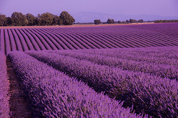 Image showing levender field france