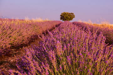 Image showing purple lavender flowers field with lonely tree