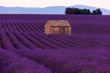 Image showing purple lavender flowers field with lonely old stone house