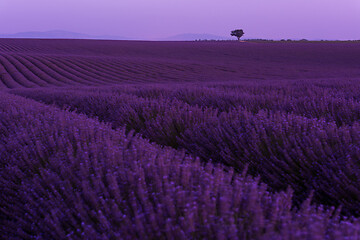 Image showing purple lavender flowers field with lonely tree on night