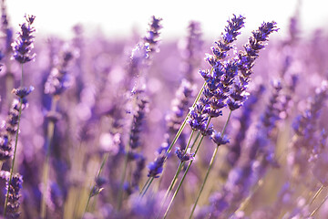 Image showing closeup purple lavender field