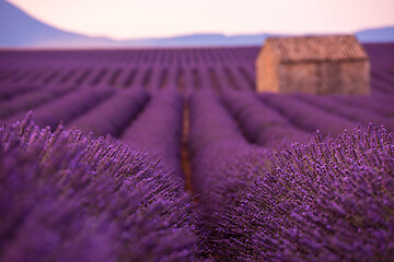 Image showing purple lavender flowers field with lonely old stone house