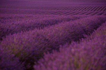 Image showing levender field france