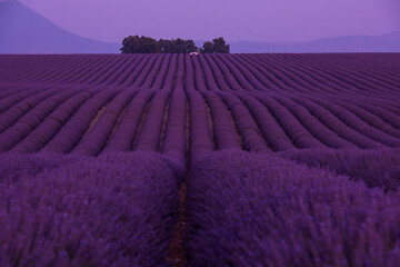 Image showing levender field france