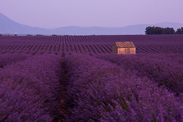 Image showing purple lavender flowers field with lonely old stone house