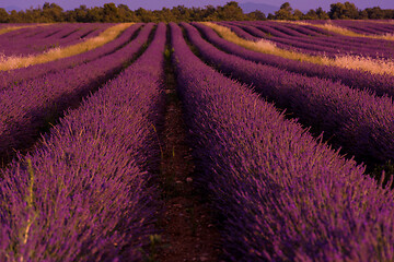 Image showing levender field france