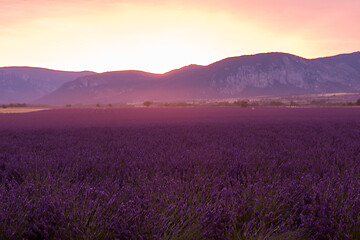 Image showing levender field france