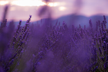 Image showing closeup purple lavender field