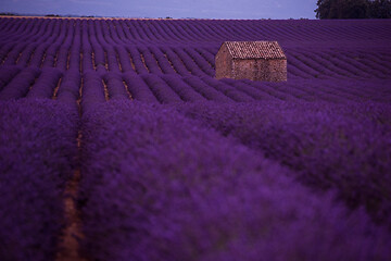 Image showing purple lavender flowers field with lonely old stone house