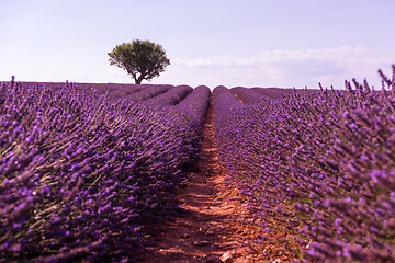 Image showing purple lavender flowers field with lonely tree