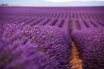 Image showing levender field france