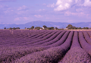 Image showing levender field france