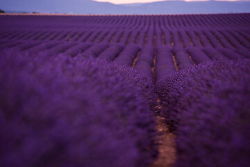 Image showing levender field france