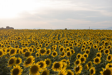 Image showing sunflower field