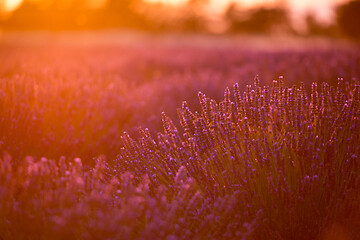 Image showing levender field france