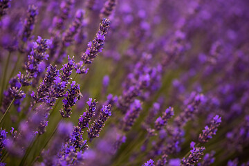 Image showing closeup purple lavender field