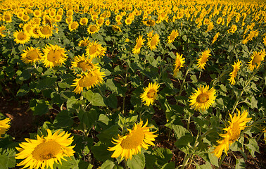 Image showing sunflower field