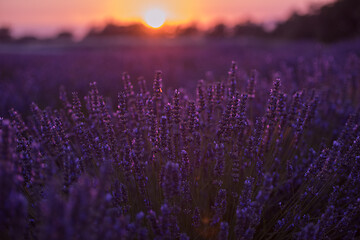 Image showing closeup purple lavender field