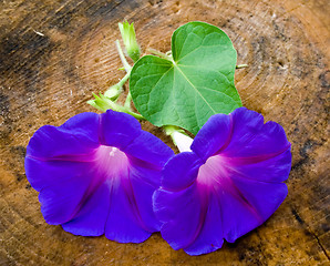 Image showing wild blue flowers