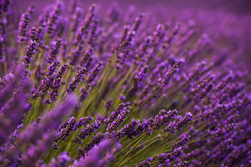 Image showing closeup purple lavender field