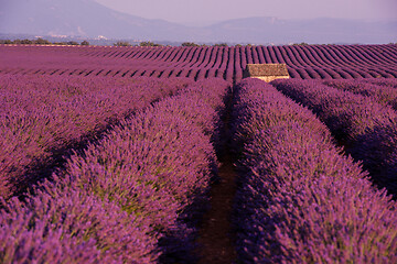 Image showing purple lavender flowers field with lonely old stone house