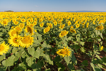 Image showing sunflower field