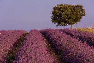 Image showing purple lavender flowers field with lonely tree