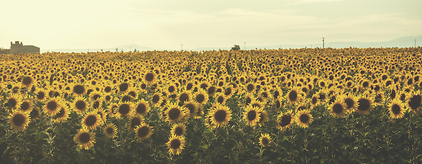 Image showing sunflower field