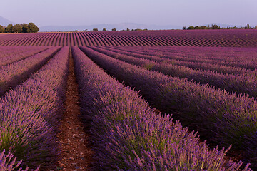 Image showing levender field france