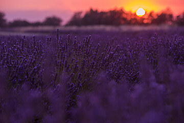 Image showing levender field france